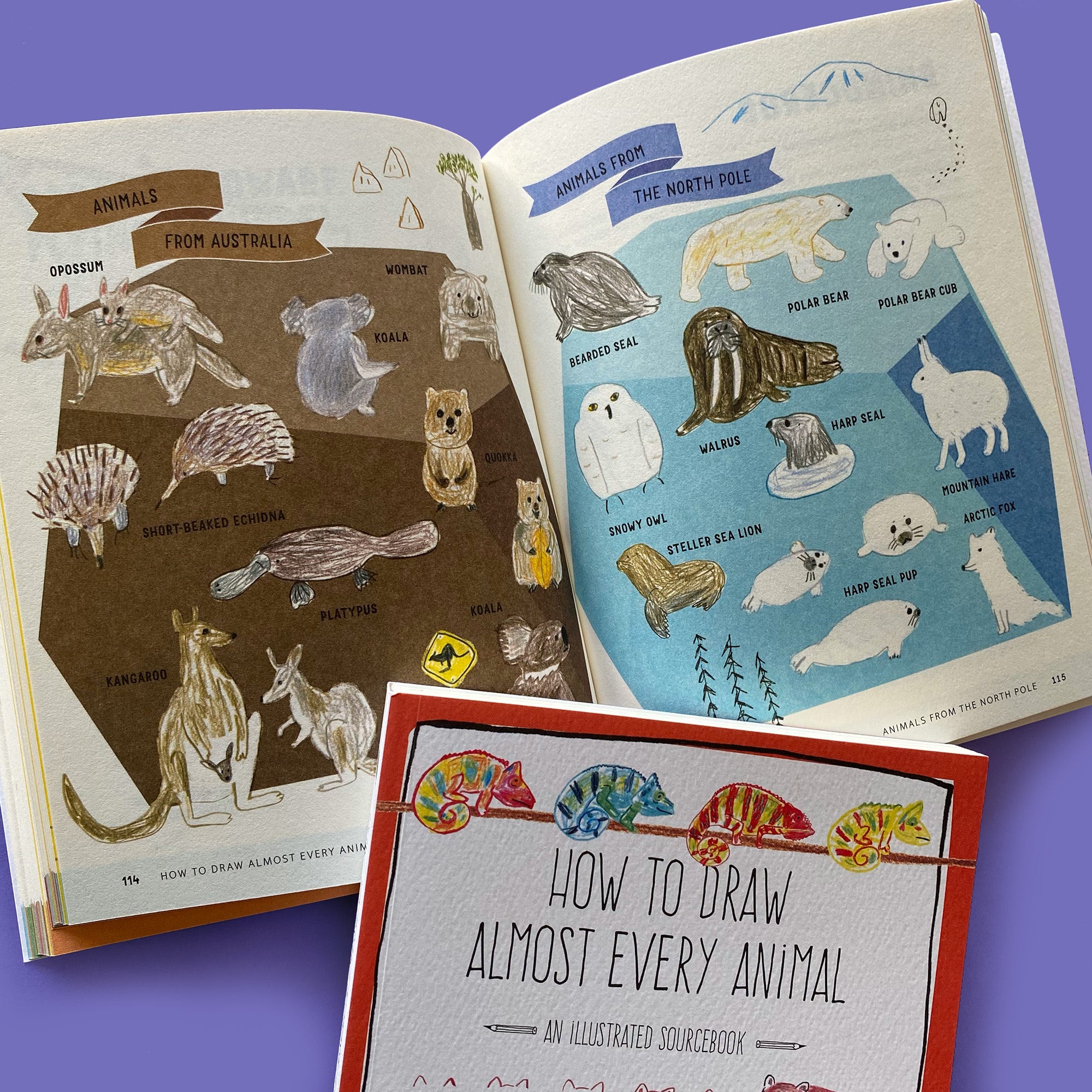 How To Draw Almost Every Animal